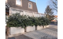 Truhlík Flores Truhlík Flores