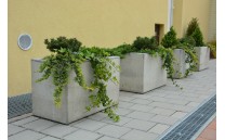 Truhlík Roots